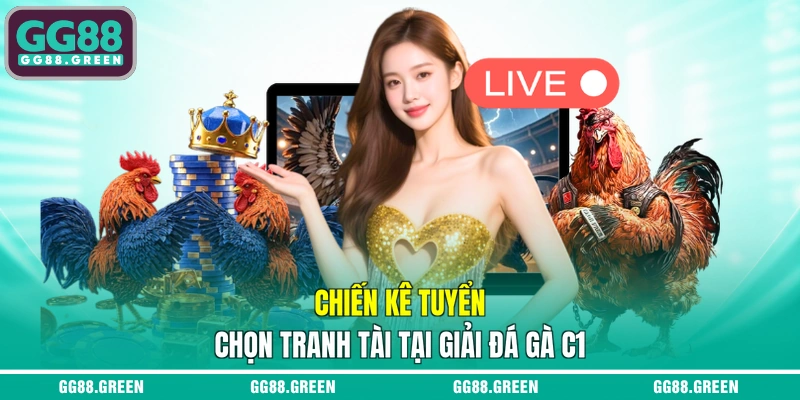 Chiến kê tuyển chọn tranh tài tại giải đá gà C1