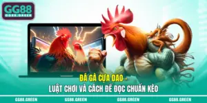 Đá gà cựa dao