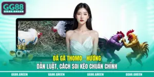 Đá gà thomo