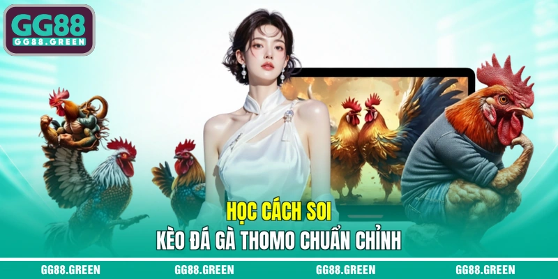 Học cách soi kèo đá gà thomo chuẩn chỉnh