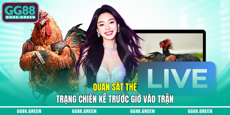 Quan sát thể trạng chiến kê trước giờ vào trận
