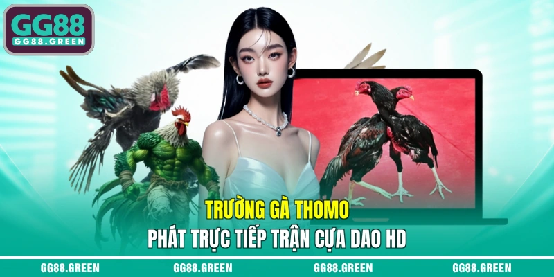 Trường gà Thomo phát trực tiếp trận cựa dao HD
